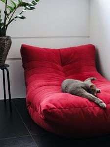 Preview wallpaper cat, pet, animal, relax, chair