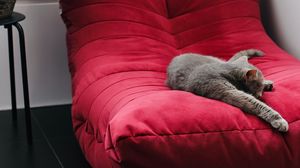 Preview wallpaper cat, pet, animal, relax, chair