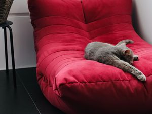 Preview wallpaper cat, pet, animal, relax, chair