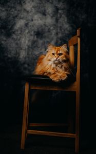 Preview wallpaper cat, pet, animal, furry, chair