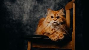 Preview wallpaper cat, pet, animal, furry, chair
