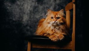 Preview wallpaper cat, pet, animal, furry, chair