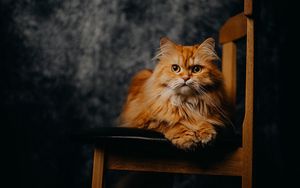 Preview wallpaper cat, pet, animal, furry, chair