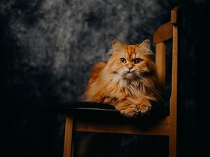 Preview wallpaper cat, pet, animal, furry, chair