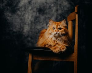 Preview wallpaper cat, pet, animal, furry, chair