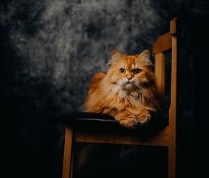 Preview wallpaper cat, pet, animal, furry, chair