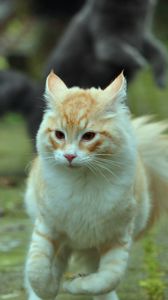 Preview wallpaper cat, pet, animal, running, funny, cool