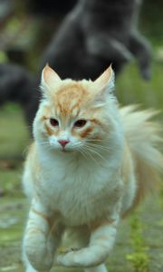 Preview wallpaper cat, pet, animal, running, funny, cool