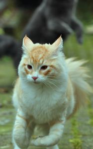 Preview wallpaper cat, pet, animal, running, funny, cool