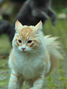 Preview wallpaper cat, pet, animal, running, funny, cool