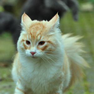 Preview wallpaper cat, pet, animal, running, funny, cool