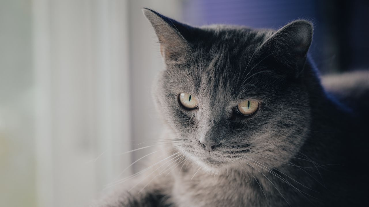 Wallpaper cat, pet, animal, glance, gray