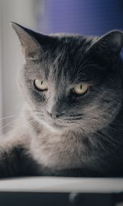 Preview wallpaper cat, pet, animal, glance, gray