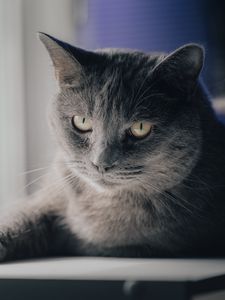 Preview wallpaper cat, pet, animal, glance, gray