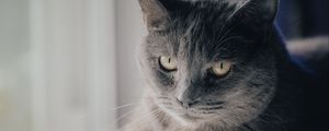 Preview wallpaper cat, pet, animal, glance, gray