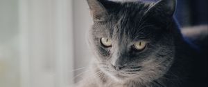 Preview wallpaper cat, pet, animal, glance, gray