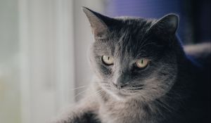 Preview wallpaper cat, pet, animal, glance, gray