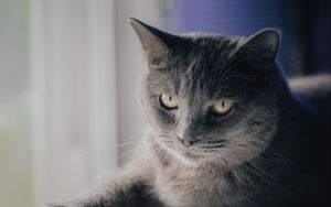 Preview wallpaper cat, pet, animal, glance, gray