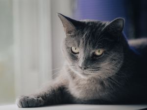 Preview wallpaper cat, pet, animal, glance, gray