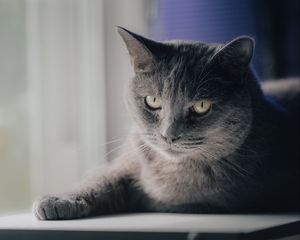 Preview wallpaper cat, pet, animal, glance, gray