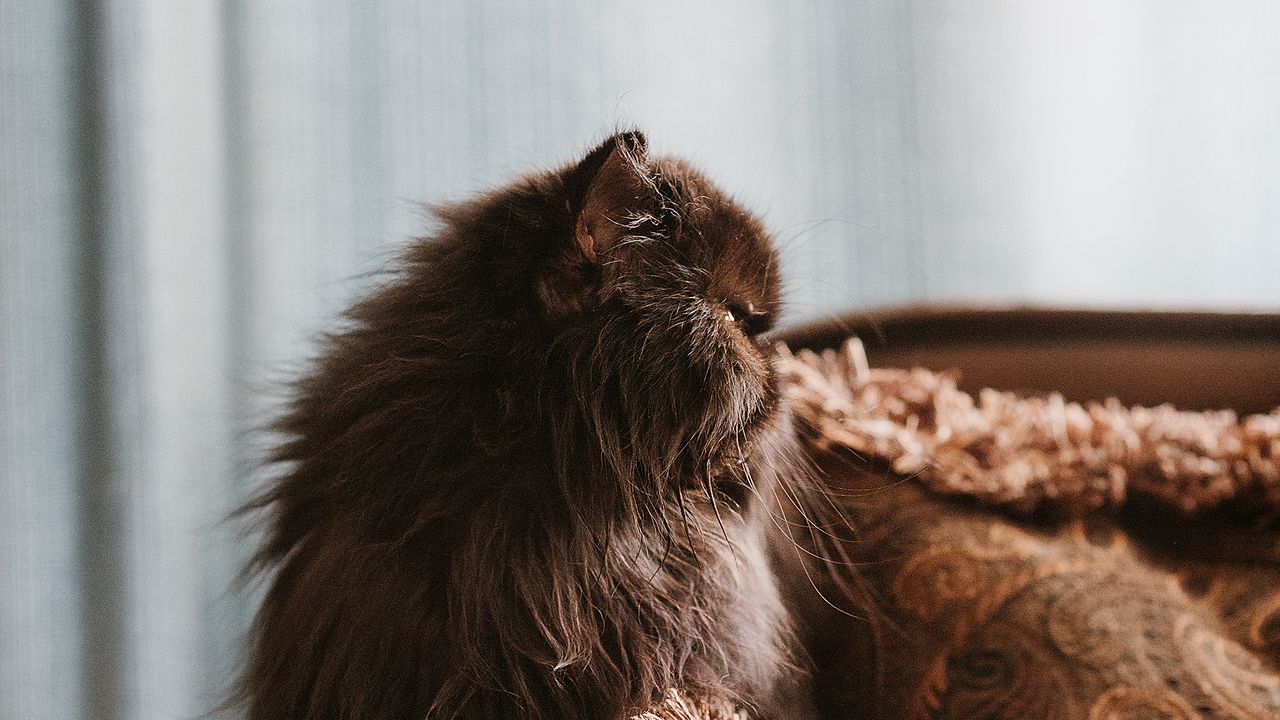 Wallpaper cat, pet, animal, fluffy, brown