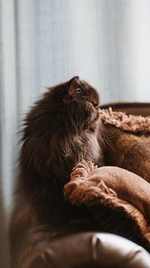 Preview wallpaper cat, pet, animal, fluffy, brown
