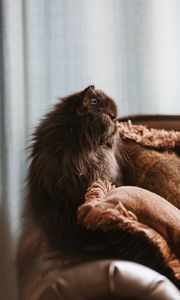 Preview wallpaper cat, pet, animal, fluffy, brown