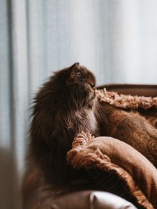 Preview wallpaper cat, pet, animal, fluffy, brown