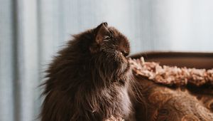 Preview wallpaper cat, pet, animal, fluffy, brown