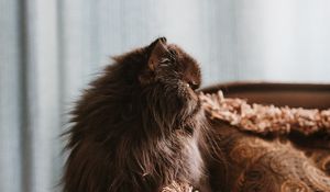 Preview wallpaper cat, pet, animal, fluffy, brown