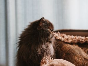 Preview wallpaper cat, pet, animal, fluffy, brown