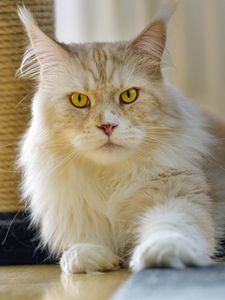 Preview wallpaper cat, pet, animal, fluffy