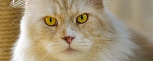 Preview wallpaper cat, pet, animal, fluffy