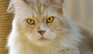 Preview wallpaper cat, pet, animal, fluffy
