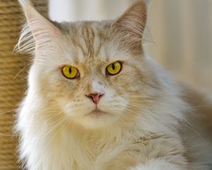 Preview wallpaper cat, pet, animal, fluffy