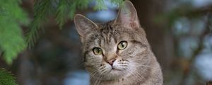 Preview wallpaper cat, pet, animal, tree