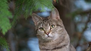 Preview wallpaper cat, pet, animal, tree