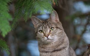 Preview wallpaper cat, pet, animal, tree
