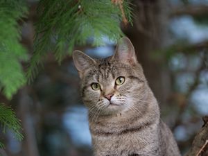 Preview wallpaper cat, pet, animal, tree