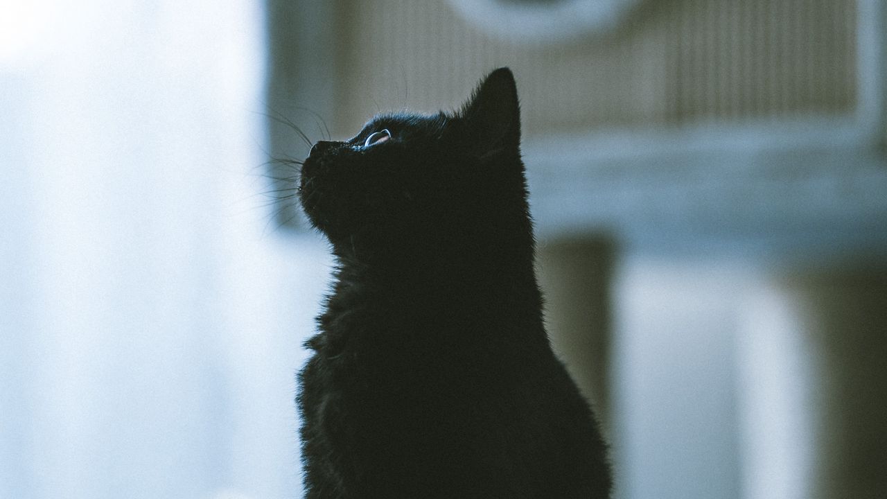 Wallpaper cat, pet, black, profile