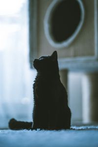 Preview wallpaper cat, pet, black, profile