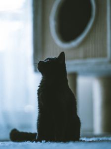 Preview wallpaper cat, pet, black, profile