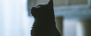 Preview wallpaper cat, pet, black, profile