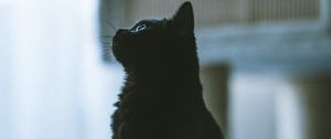 Preview wallpaper cat, pet, black, profile