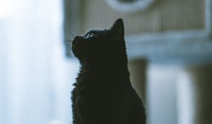 Preview wallpaper cat, pet, black, profile
