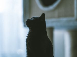 Preview wallpaper cat, pet, black, profile