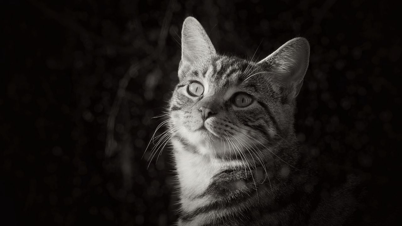 Wallpaper cat, pet, black and white