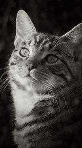 Preview wallpaper cat, pet, black and white