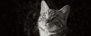 Preview wallpaper cat, pet, black and white