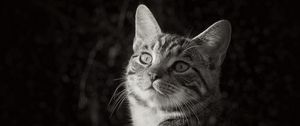 Preview wallpaper cat, pet, black and white